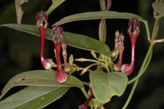 Ceropegia intermedia